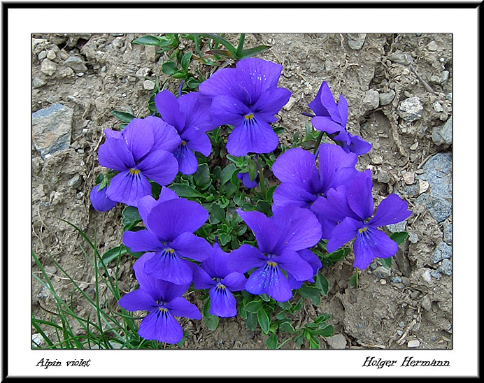 Alpin violet